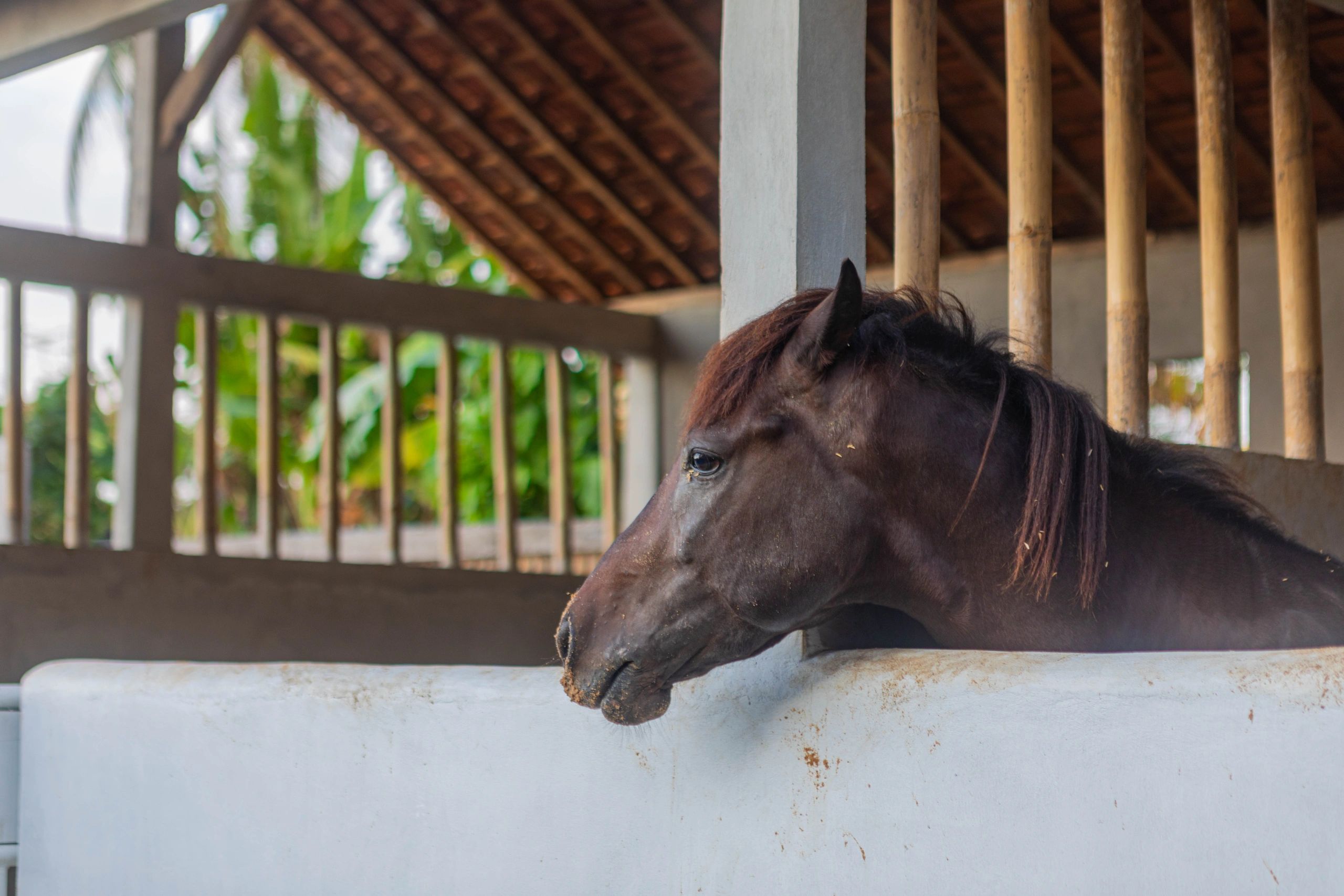 Riding Experince, Riding Lessons, Riding Courses Horse Bali